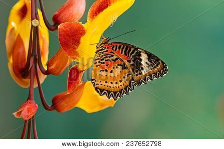 Monarch butterfly (Danaus plexippus) on thunbergia mysorensis, close-up.