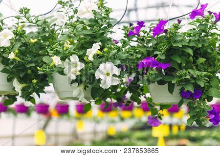 Pink Surfinia Flower At The Garden Center Retail Store. Growing Flowers In A Greenhouse, Drip Irriga