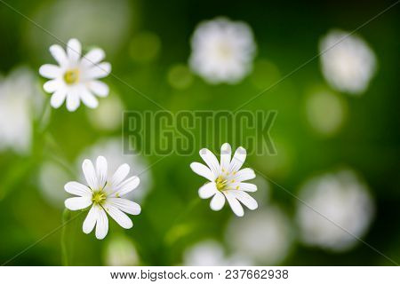 Small Flowers In The Shape Of Asterisks Blossomed In The Spring In The Forest