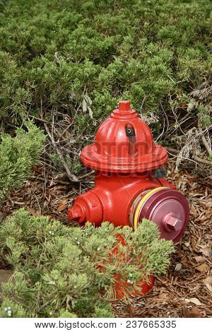 Red Firehydrant Set In Bushes And Surrounded With Mulch