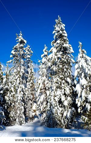 Winter scene of snowy forest pine trees with shunshine and blue sky