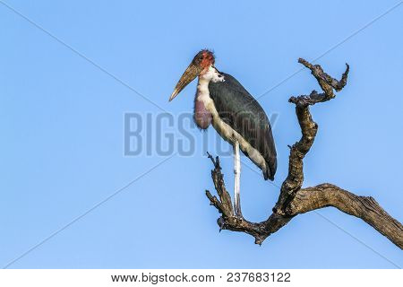 Marabou Stork In Kruger National Park, South Africa ; Specie Leptoptilos Crumenifer Family Of Ciconi