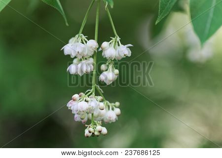 Flowers Of A European Bladdernut