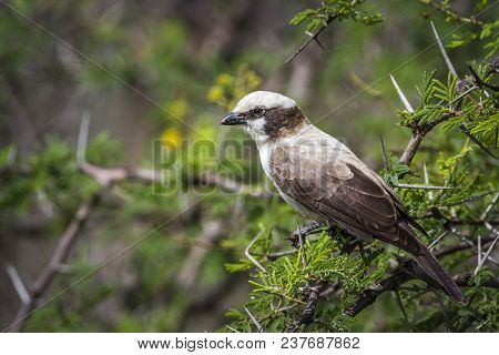 White-crowned Shrike In Mapungubwe National Park, South Africa ; Specie Eurocephalus Anguitimens Fam