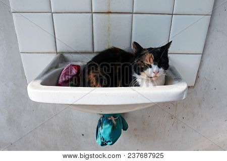 European Female Cat Sleeping In A Washbasin