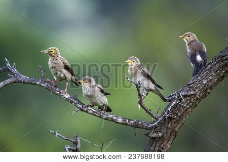 Wattled Starling In Mapungubwe National Park, South Africa ; Specie Creatophora Cinerea Family Of St