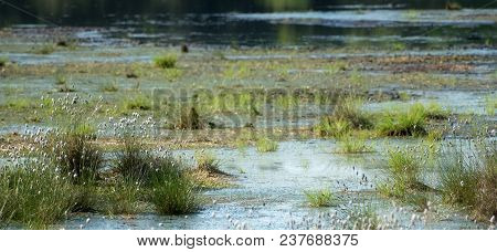 Cotton Grass (eriophorum Vaginatum) In The Water In A Bog Landscape, Venner Moor, Lower Saxony, Pano