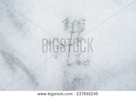 Background - Dry Spikelet Of Bluegrass, Frozen In Snow