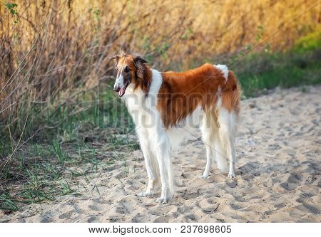 Russian Wolfhound Dog, Borzoi On The Sand, Sighthound, Russkaya Psovaya Borzaya, Psovi. Killer Of Wo