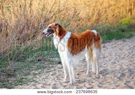 Russian Wolfhound Dog, Borzoi On The Sand, Sighthound, Russkaya Psovaya Borzaya, Psovi. Killer Of Wo