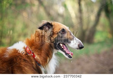 Russian Wolfhound Dog, Borzoi, Sighthound, Russkaya Psovaya Borzaya, Psovi. Killer Of Wolves. One Of
