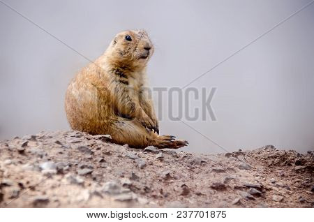 Rodent Of The Mexican Border Seated On The Rocks In A Waiting Position.