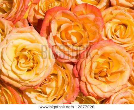 Rosas laranja sob luz solar intensa, de