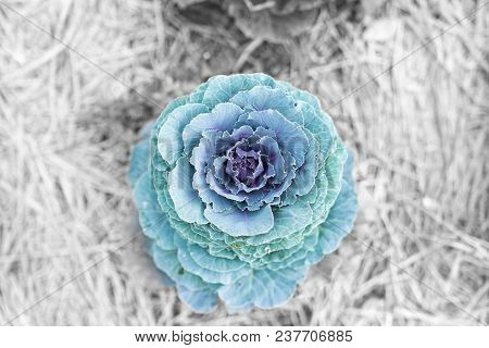 Close Up Beautiful Longlived Cabbage Flower In Garden Background, Pula Tree On Farm.