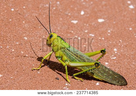 Six Legged Acrididae Insect Close Up In The Ground