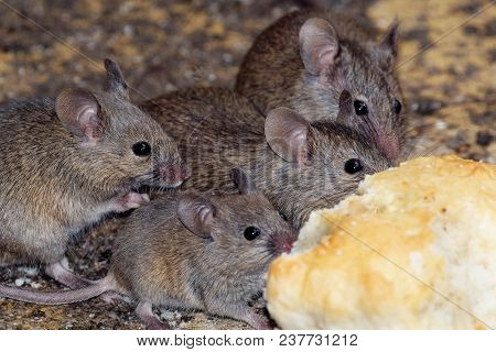 Mice Feeding As Family Group In Urban House Garden.