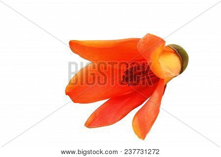 Red Cotton Tree Or Shving Brush Isolated Clipping Path.