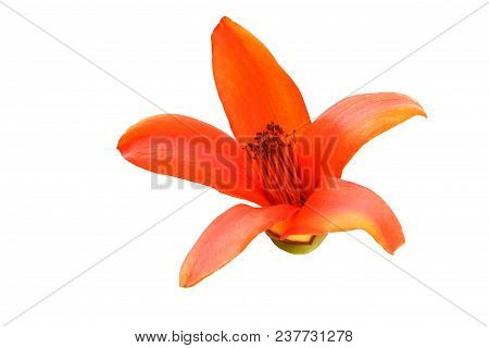 Cotton Tree, Kapok Tree, Red Cotton Tree, Silk Cotton, Shving Brush Isolated Clipping Path.