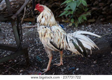 Rooster Standing Upright, White And Adult Chicken