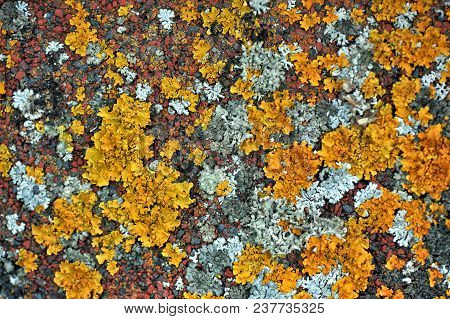 The Lichen Which Grows On A Roof Creates Bright And Unique Abstarktny Patterns