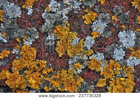 The Lichen Which Grows On A Roof Creates Bright And Unique Abstarktny Patterns