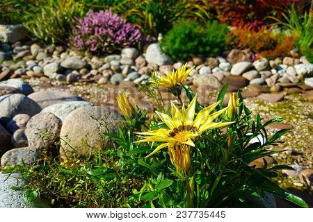 Beautiful Landscaping With Beautiful Plants, Flowers And Dry Stream/ Creek Bed In Garden On Sunny Da