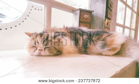 Cute Fat Pluffy Cat Sleeping Near Window.