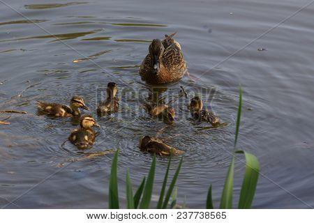 A Female Duck With Its Ducklings Which Swim Quietly Some Behind The Others. They Are In The Pond Of 