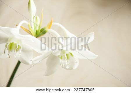 Romantic Natural White Flowers On Blurry Background. Delicate Amaryllis Flowers With Buds And Stamen