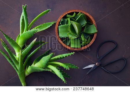 aloe vera on dark background - alternative medicine