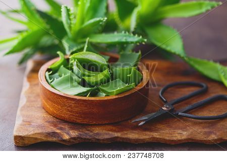 aloe vera on dark background - alternative medicine