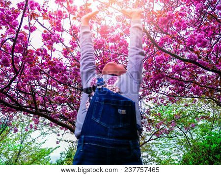 Natural Sakura In Japan Fukui Happy Day