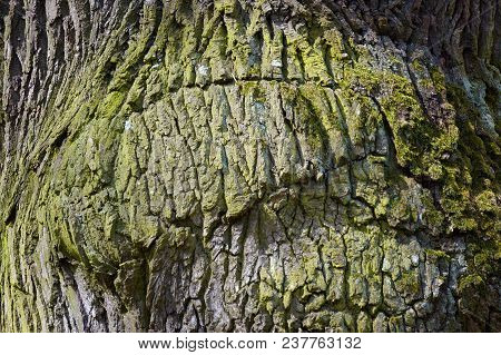 Highly Detailed Tree Bark Texture. Oak Wood. Bark Background.