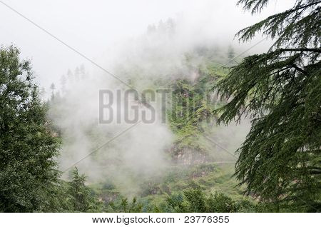 dimma efter regn i vilda skogen