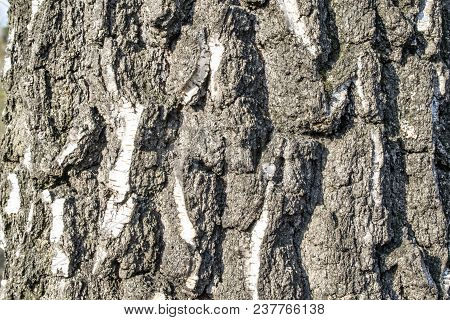 Texture Of The Bark Of The Birch On A Spring Morning