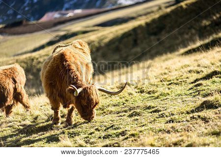 Highland Cattle In The Valley Dolomites Alp