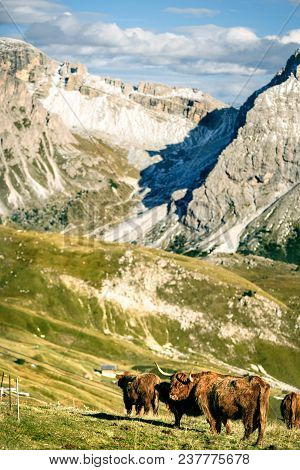 Highland Cattle In The Valley Dolomites Alp