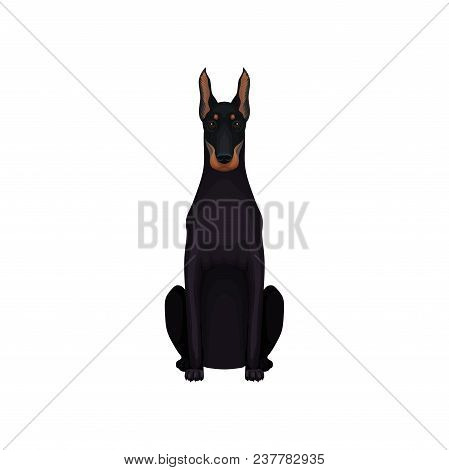 Portrait Of Dobermann. Medium-large Breed Of Dog. Cartoon Character Of Pet With Sleek Black Coat, At