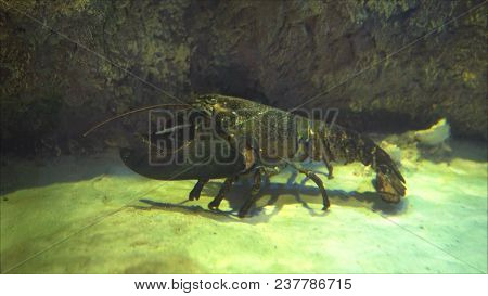 Homarus Americanus In The Aquarium. Homarus Americanus