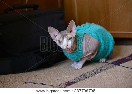 A Cat Of A Canadian Gray Sphinx Wearing A Sweater, Sitting Near A Black Big Bag On The Floor And Loo