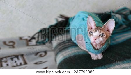 A Cat Of A Canadian Gray Sphinx Wearing A Sweater, Sitting On A Blanket