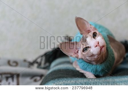 A Cat Of A Canadian Gray Sphinx Wearing A Sweater, Sitting On A Blanket