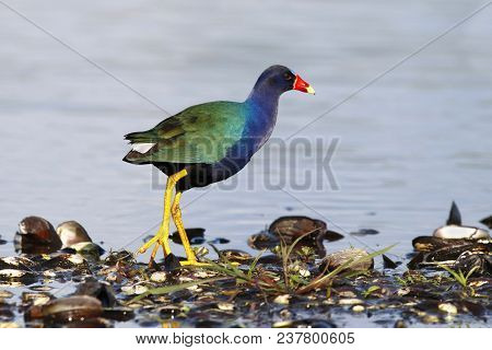 A Purple Gallinule, Porphyrio Martinicus Walks In Shallow Water In Florida