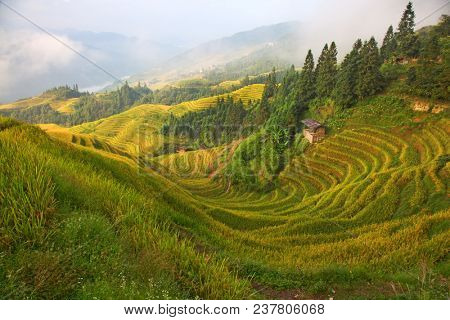 The Longsheng Rice Terraces(Dragon's Backbone) also known as Longji Rice Terraces are located in Longsheng County, about 100 kilometres (62 mi) from Guilin, Guangxi, China