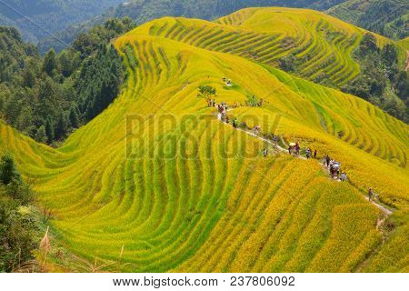 The Longsheng Rice Terraces(Dragon's Backbone) also known as Longji Rice Terraces are located in Longsheng County, about 100 kilometres (62 mi) from Guilin, Guangxi, China