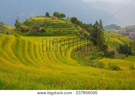 The Longsheng Rice Terraces(Dragon's Backbone) also known as Longji Rice Terraces are located in Longsheng County, about 100 kilometres (62 mi) from Guilin, Guangxi, China
