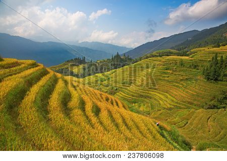 The Longsheng Rice Terraces(Dragon's Backbone) also known as Longji Rice Terraces are located in Longsheng County, about 100 kilometres (62 mi) from Guilin, Guangxi, China