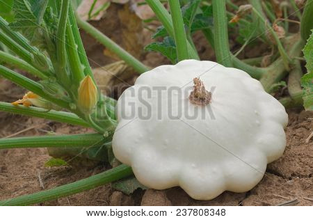 Ripe Pattypan White Squash in the Garden