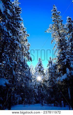 Winter scene of snowy forest pine trees with shunshine and blue sky