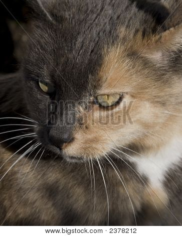 Cat intensa